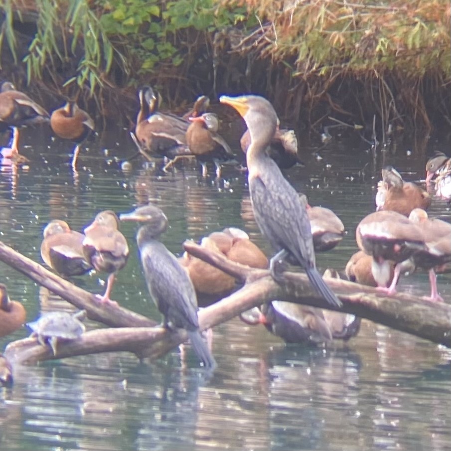 Neotropic Cormorant - ML611760493