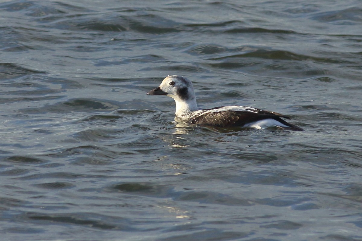 Long-tailed Duck - ML611760499