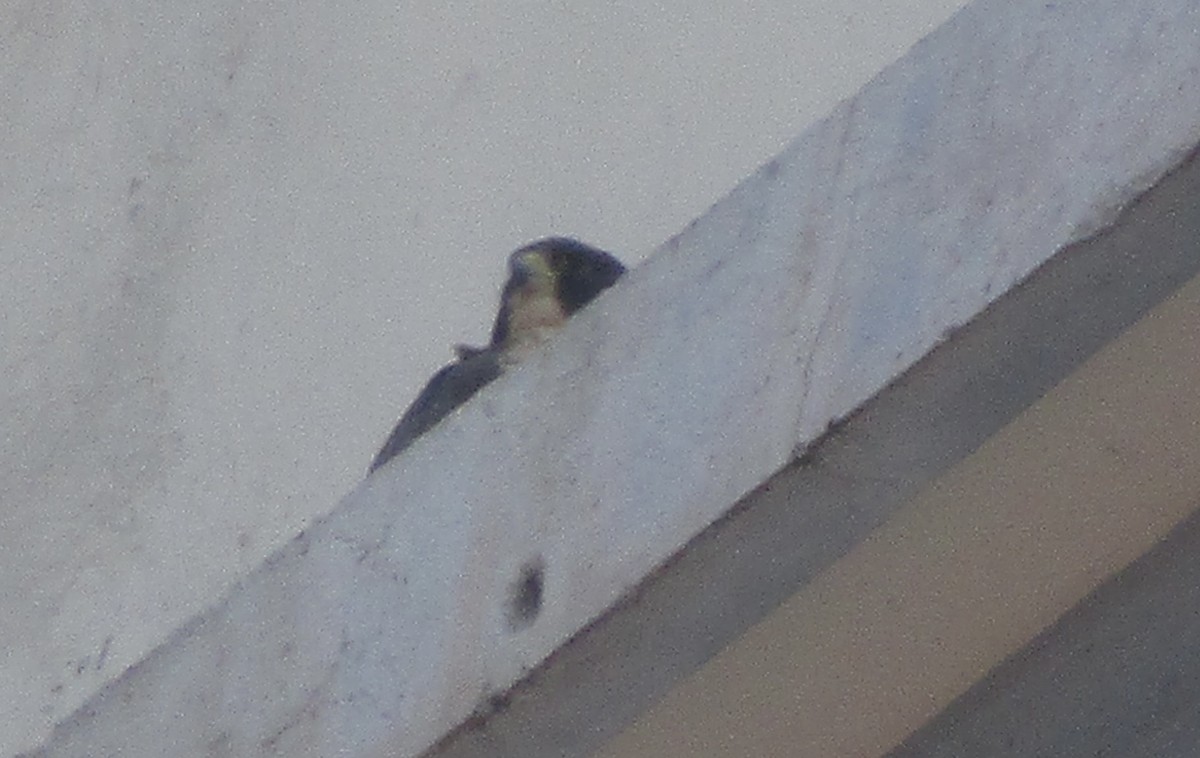 Peregrine Falcon - ML611760507