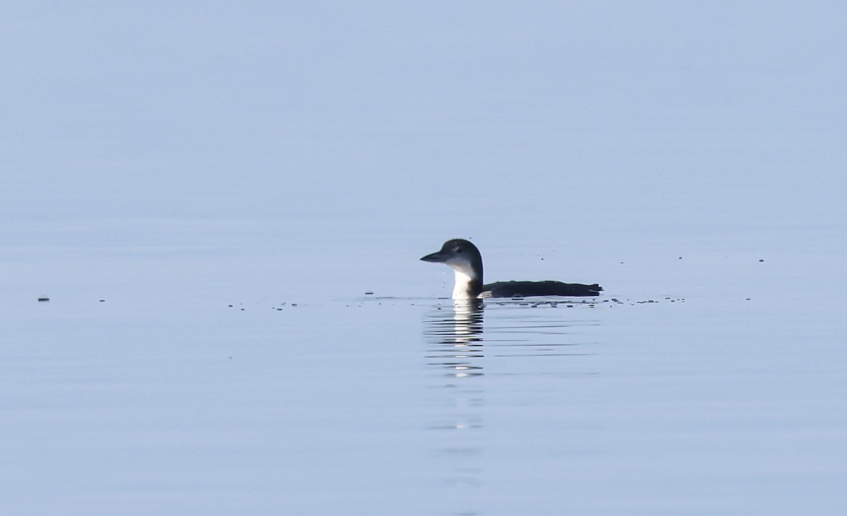 Common Loon - ML611760517