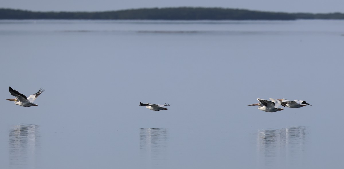 American White Pelican - ML611760539