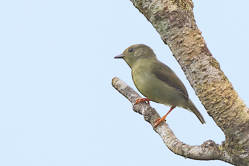 White-bearded Manakin - Bradley Hacker 🦜