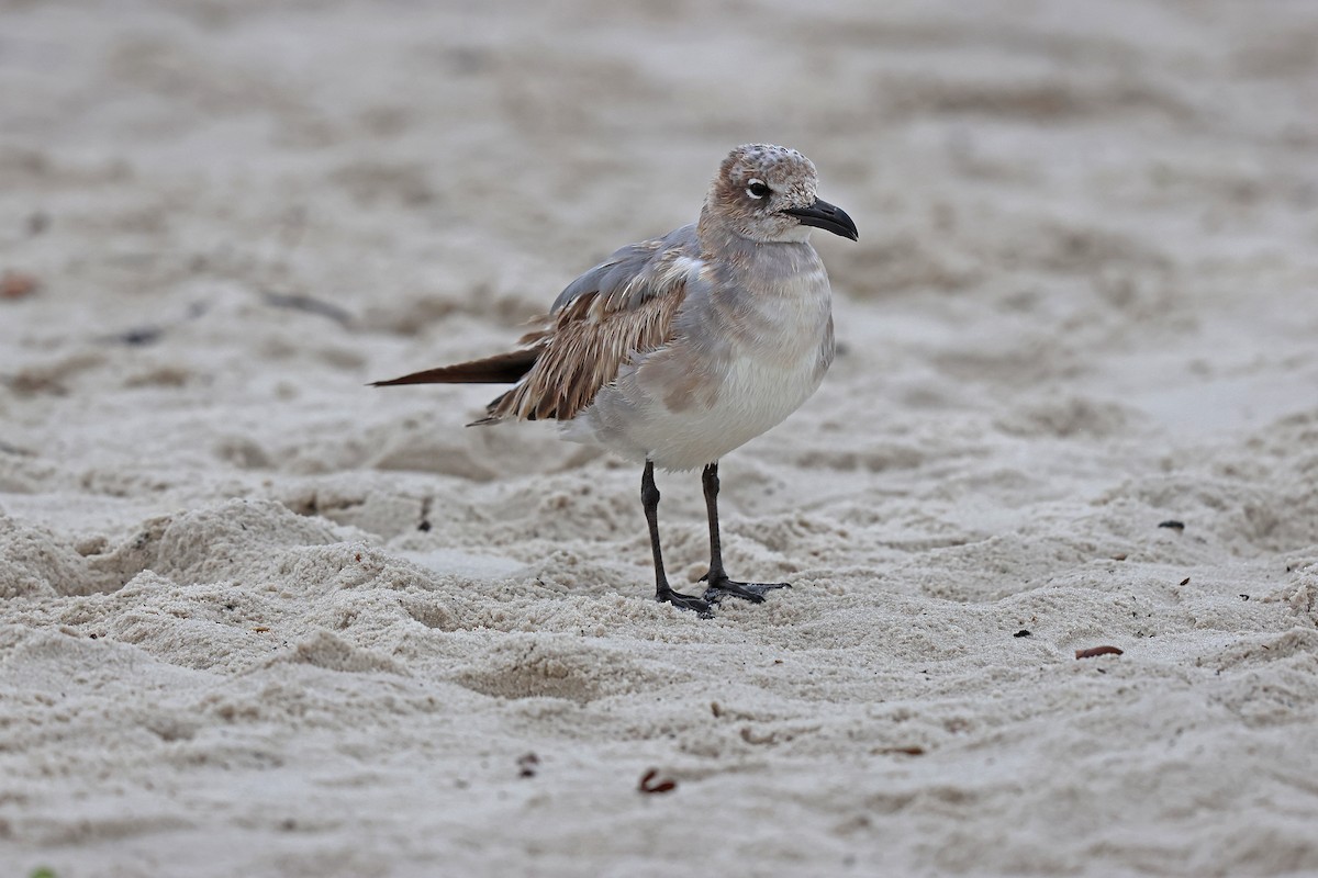 Gaviota Guanaguanare - ML611760567