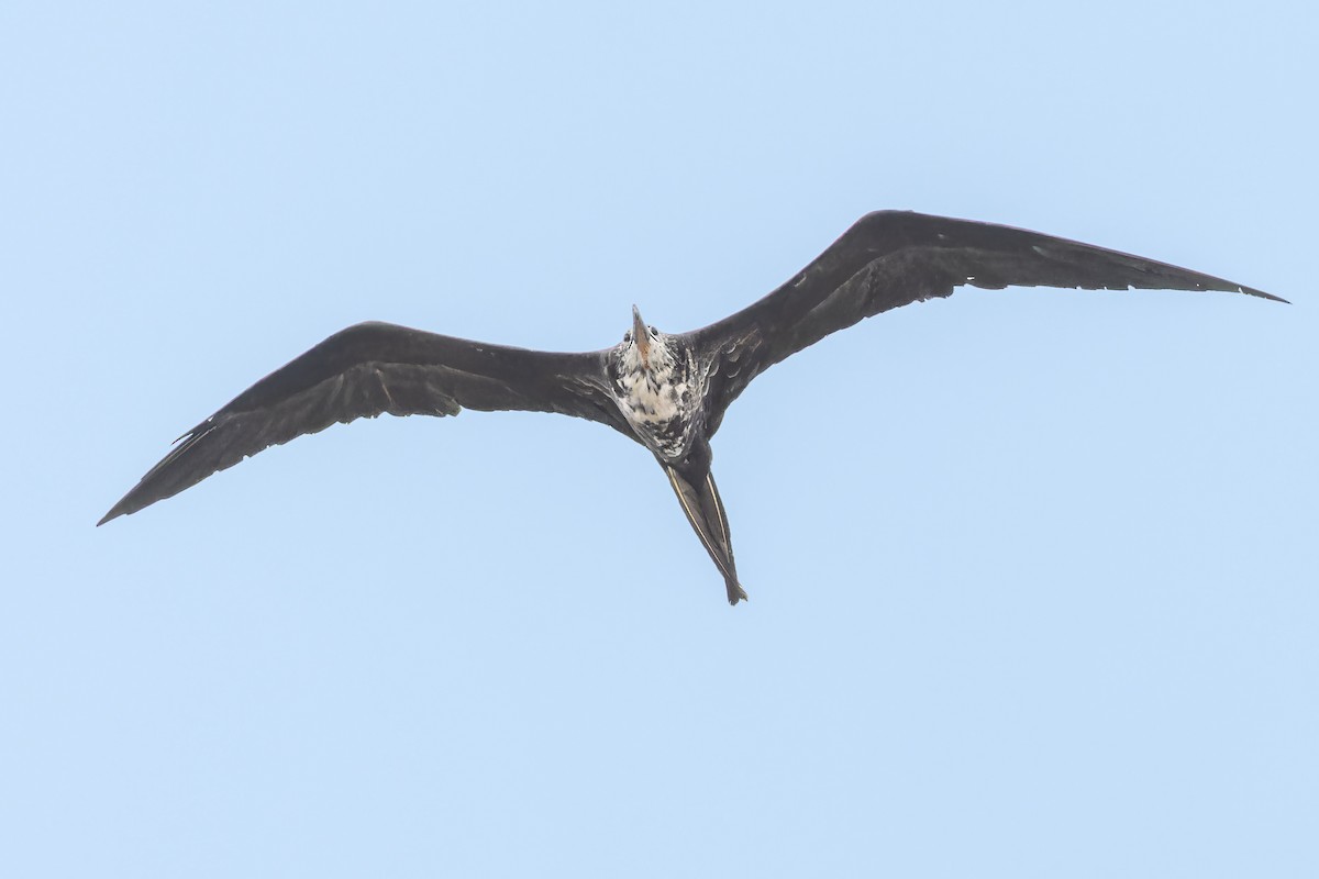 Magnificent Frigatebird - ML611760587