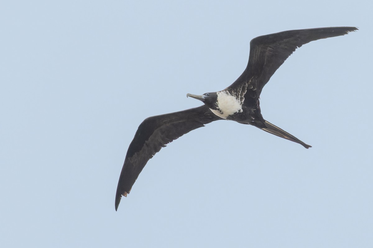 Magnificent Frigatebird - ML611760589