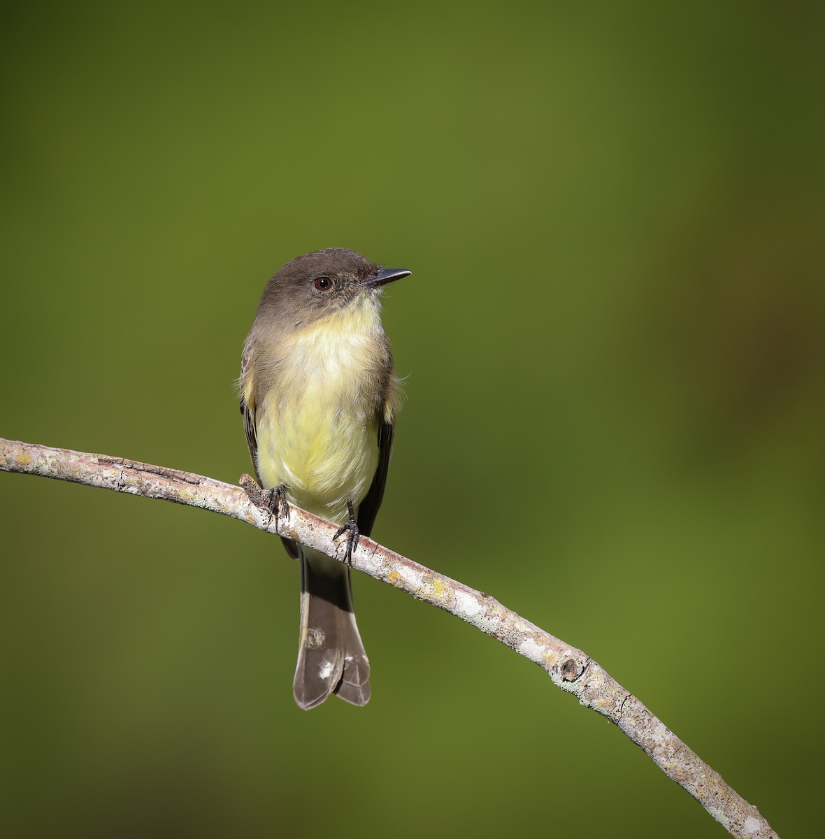 Eastern Phoebe - ML611760611