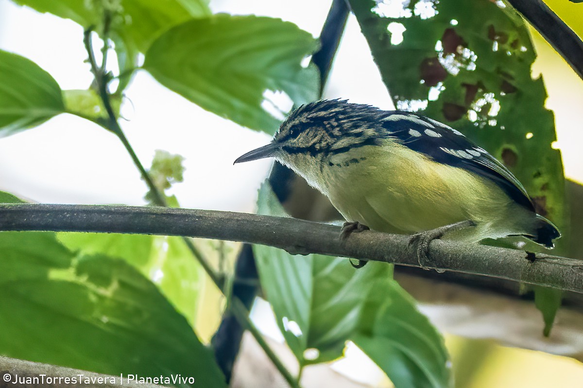 Moustached Antwren - ML611760664