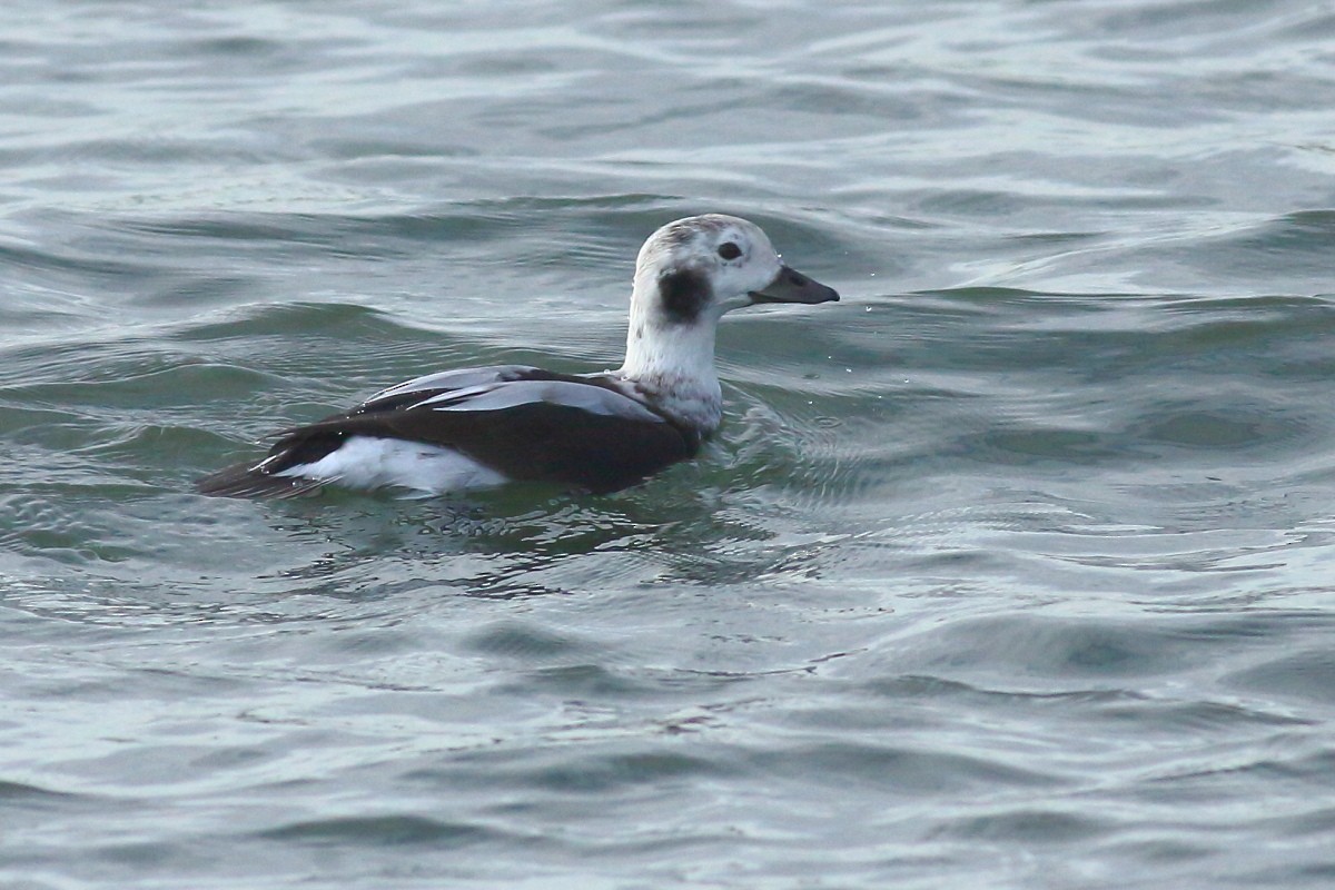 Long-tailed Duck - ML611760666