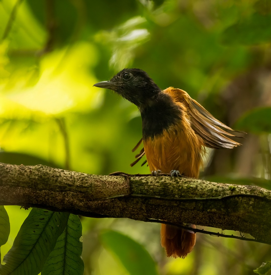 Cocha Antshrike - ML611760679