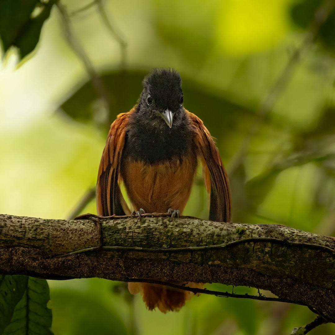 Cocha Antshrike - ML611760680