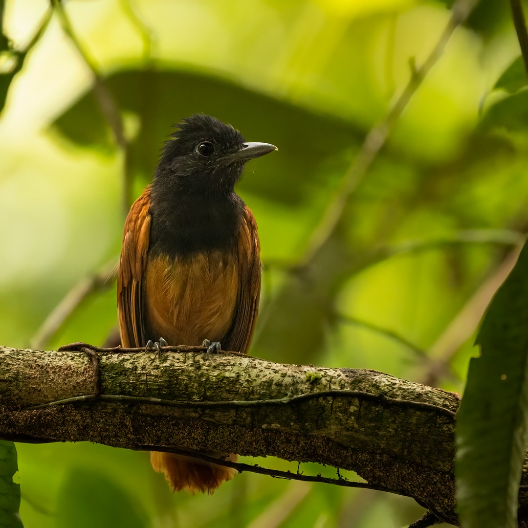 Cocha Antshrike - ML611760681