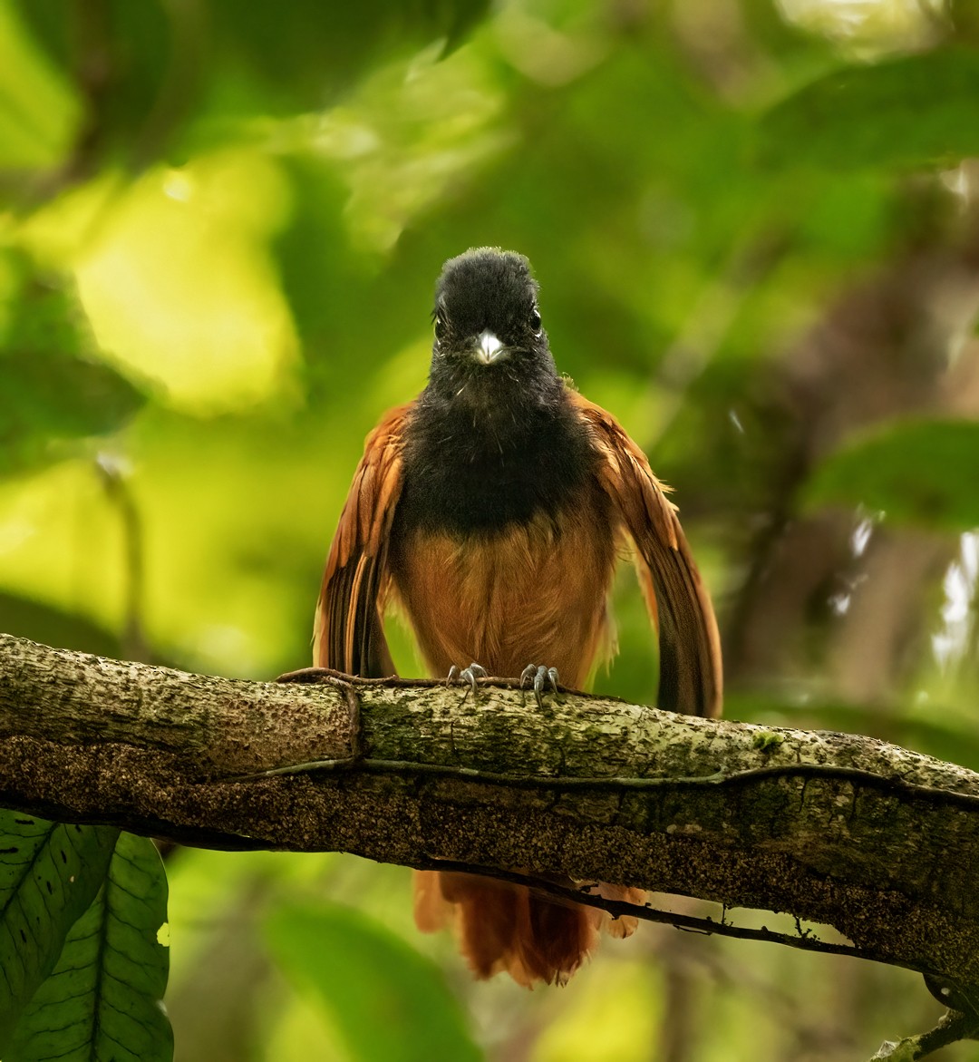 Cocha Antshrike - ML611760682