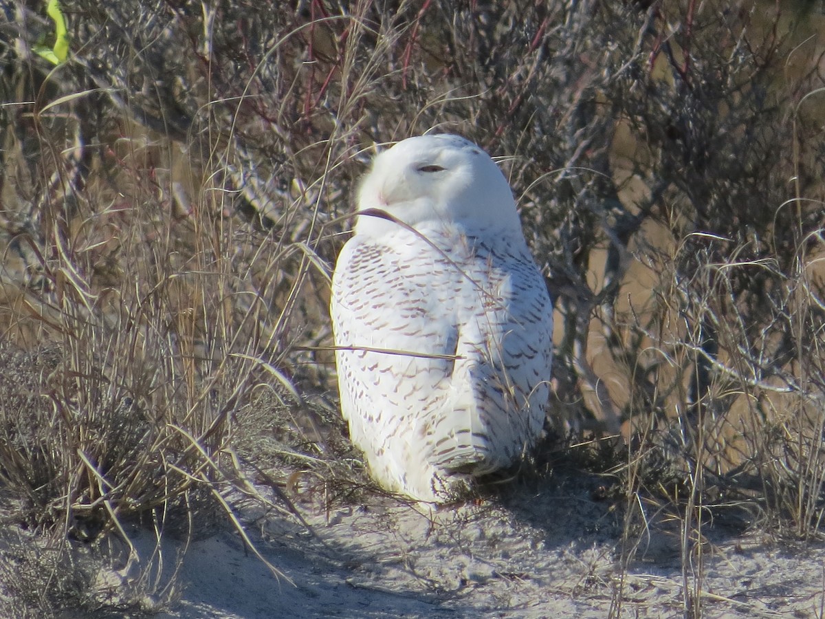 Snowy Owl - ML611760733