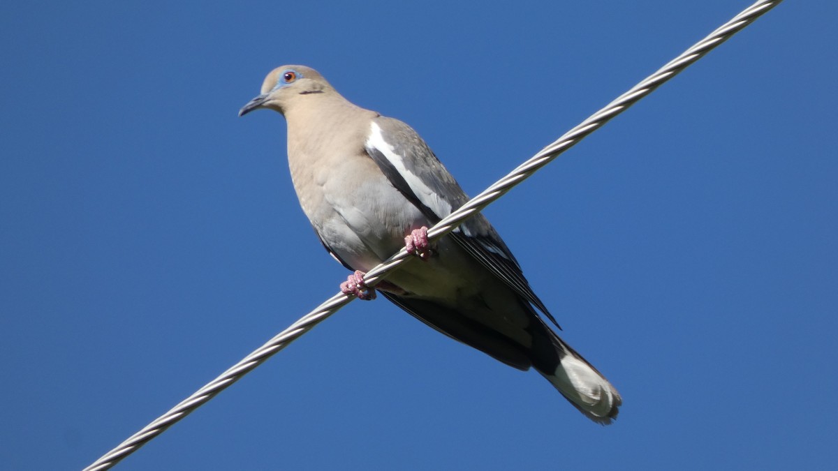 White-winged Dove - ML611760739