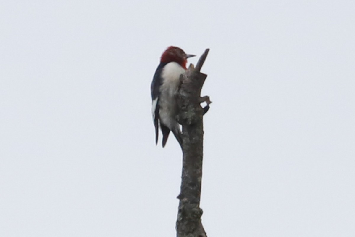 Red-headed Woodpecker - ML611760742