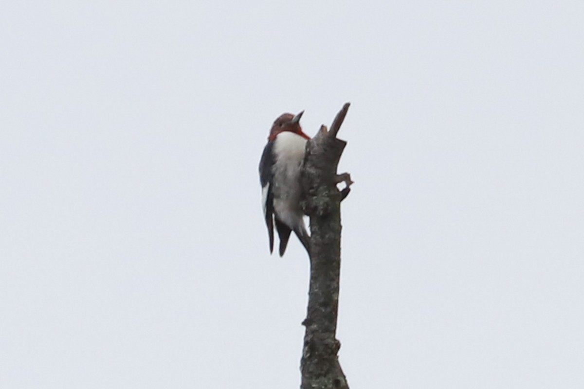 Red-headed Woodpecker - ML611760743