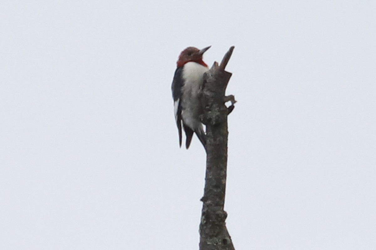 Red-headed Woodpecker - ML611760744