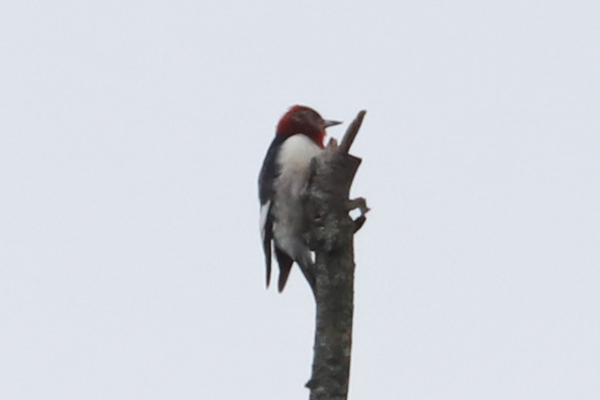 Red-headed Woodpecker - ML611760745