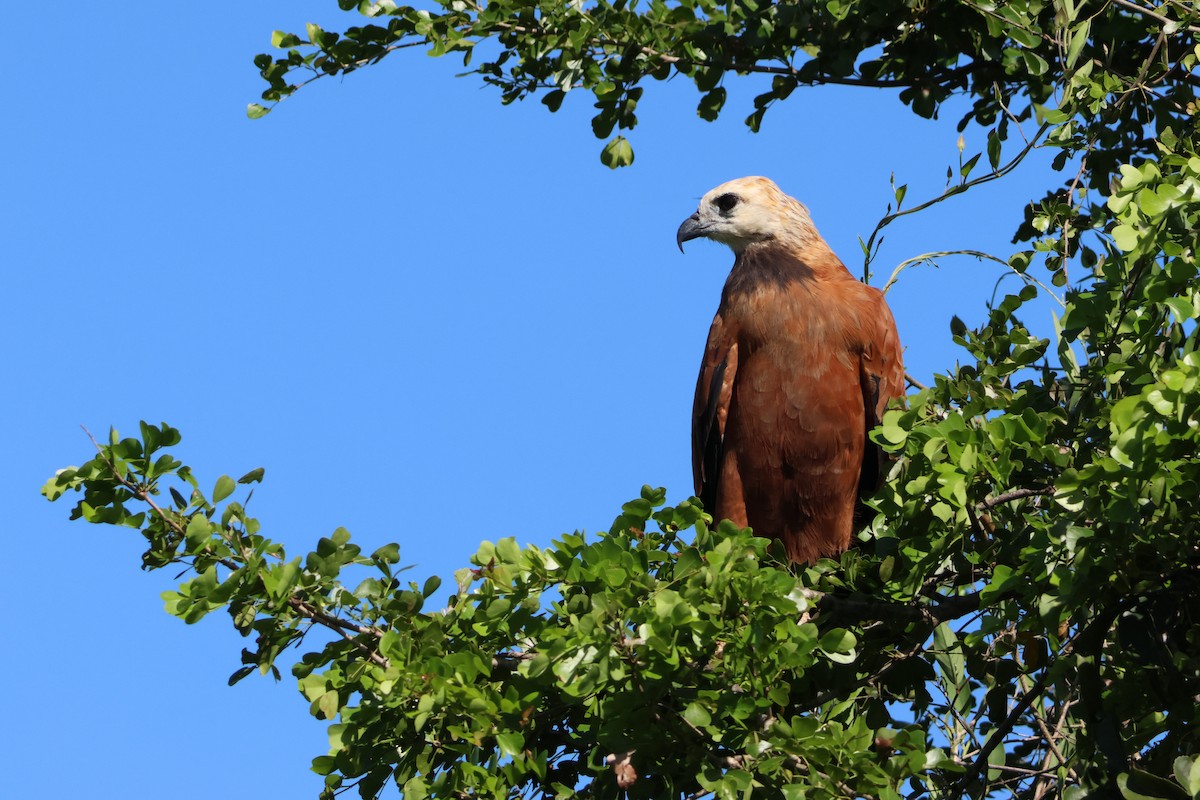 Black-collared Hawk - ML611760761