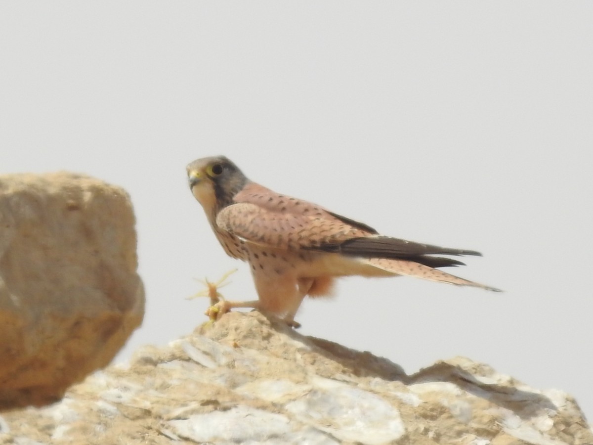 Eurasian Kestrel - César María Aguilar Gómez