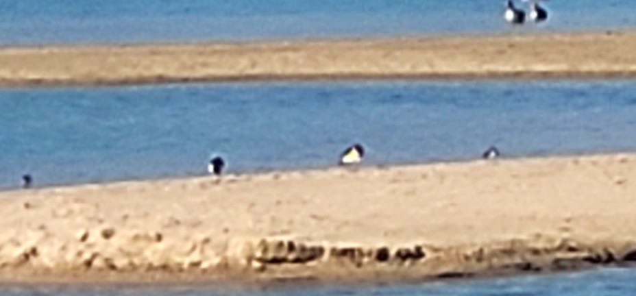 Eurasian Oystercatcher - ML611760858