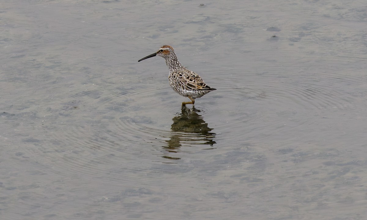 Stilt Sandpiper - ML611761011