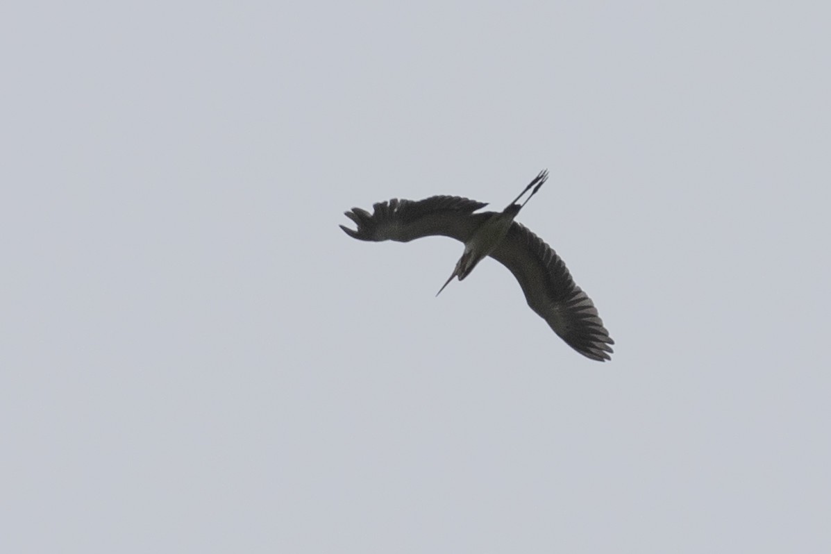 Tricolored Heron - Ted Keyel