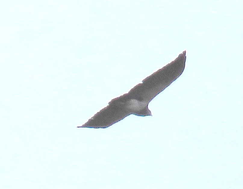 Black-chested Buzzard-Eagle - ML611761081