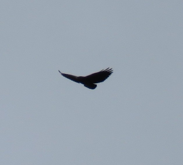 Black-chested Buzzard-Eagle - ML611761082