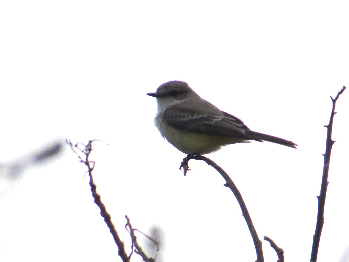 Vermilion Flycatcher - ML611761443