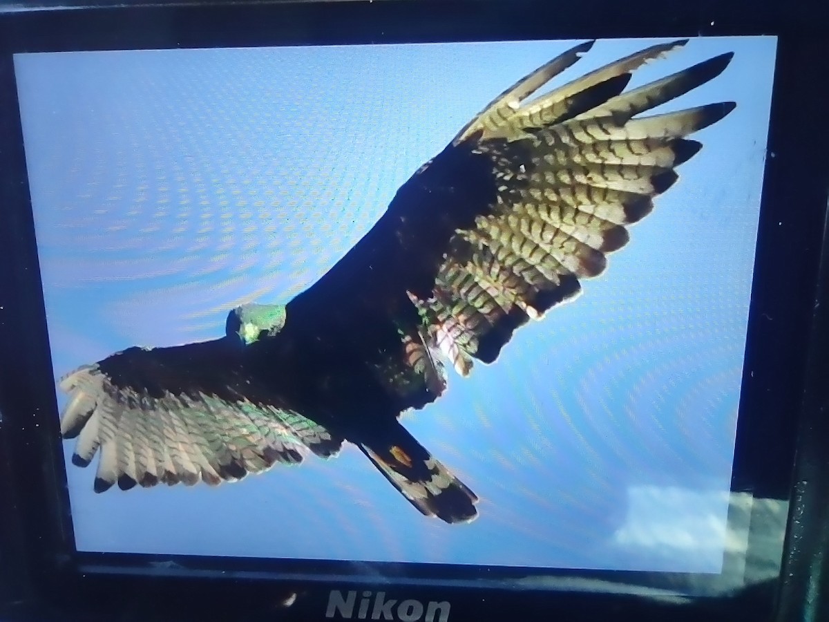 Zone-tailed Hawk - James Sooy