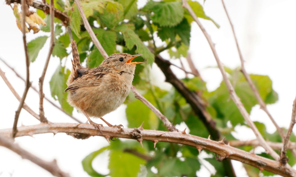 Grass Wren (Austral) - ML611761594