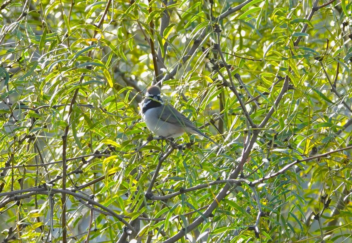 Black-throated Sparrow - ML611761595