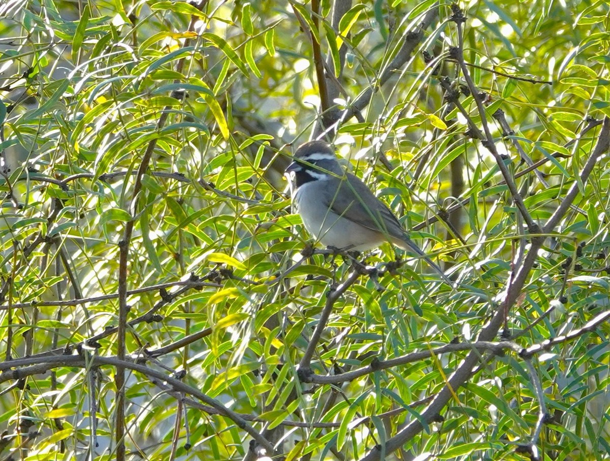 Black-throated Sparrow - ML611761599