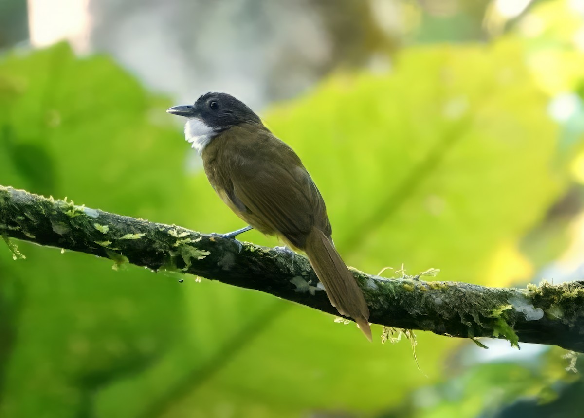 Bulbul à barbe blanche - ML611761619