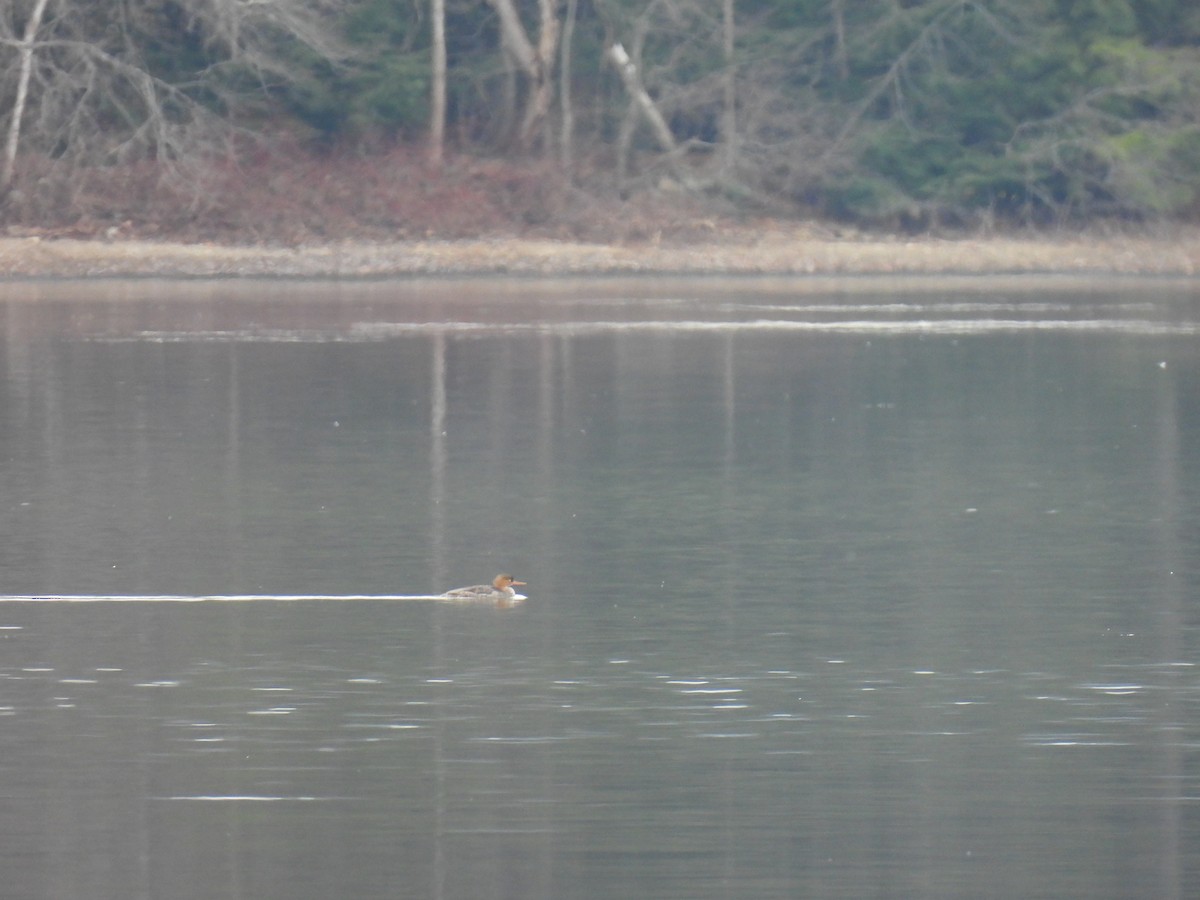 Red-breasted Merganser - Pete Sibner