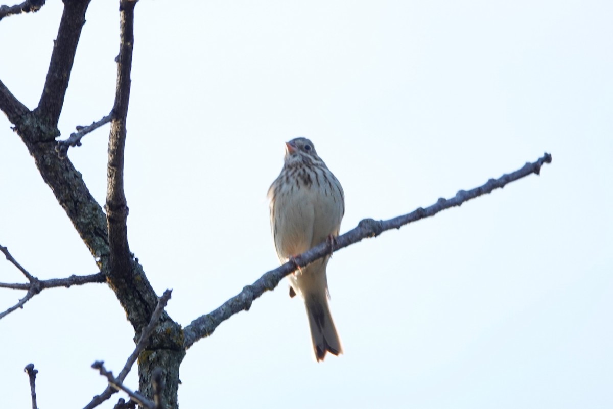 Vesper Sparrow - Doug Willick