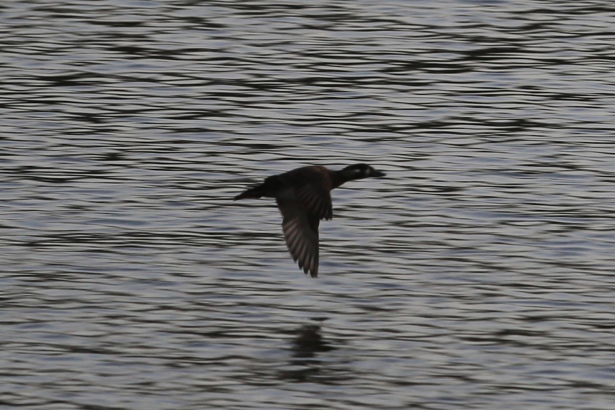 Surf Scoter - Daniel Solorzano-Jones