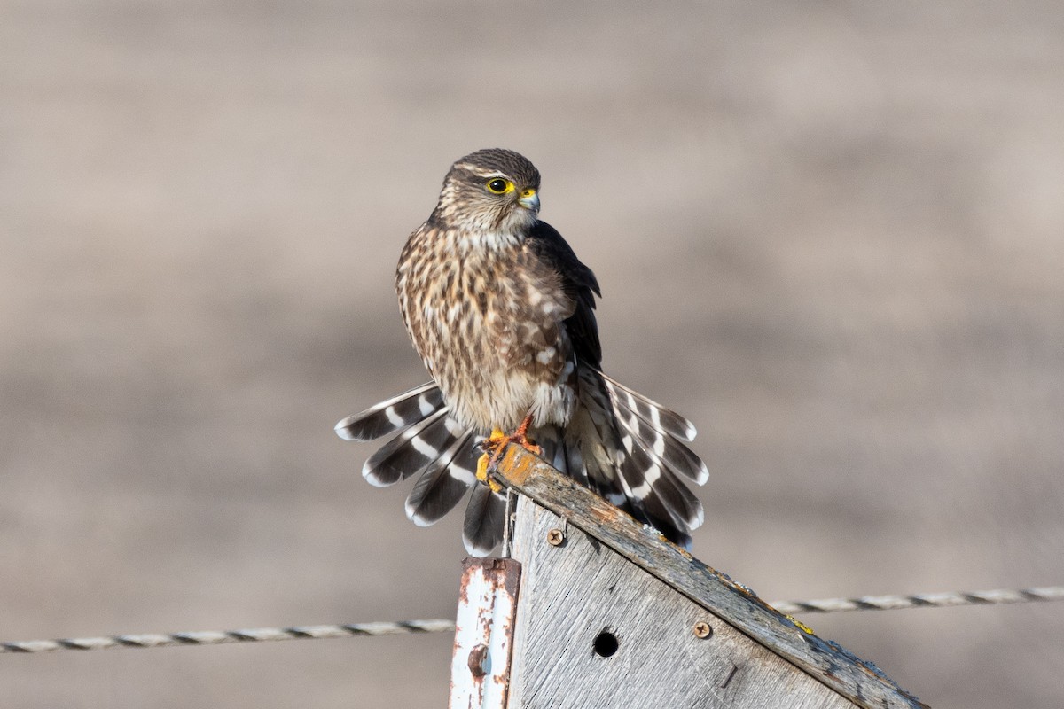 Faucon émerillon (columbarius) - ML611761795