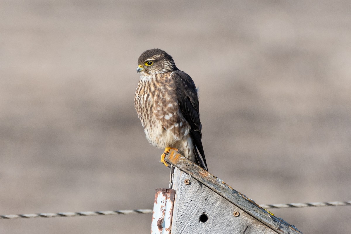 Підсоколик малий (підвид columbarius) - ML611761803