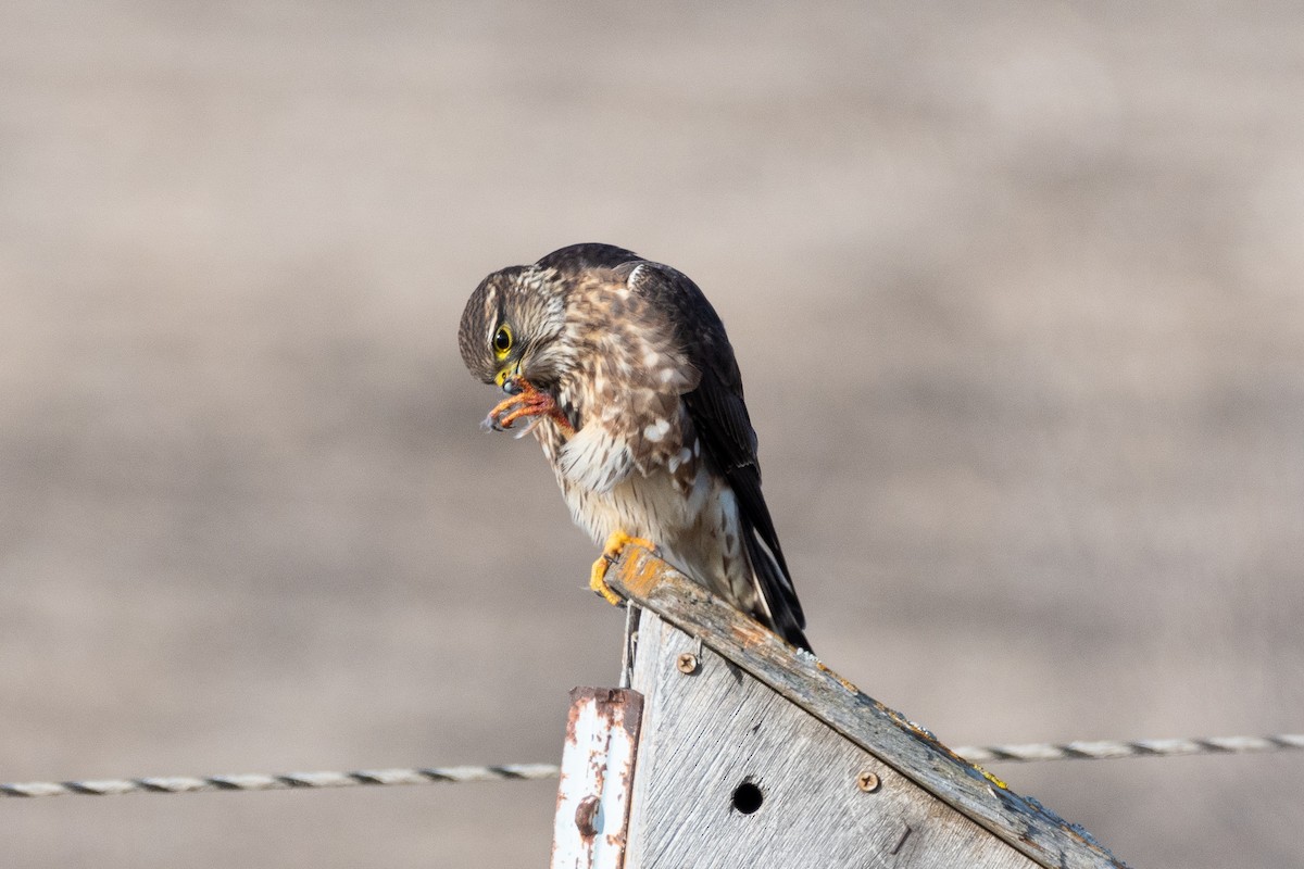 dřemlík tundrový (ssp. columbarius) - ML611761811