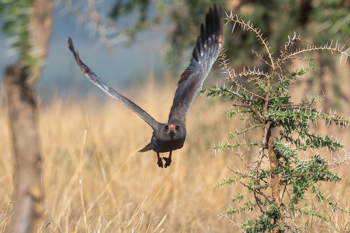 Dark Chanting-Goshawk - ML611761825