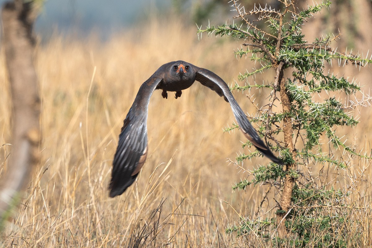 Dark Chanting-Goshawk - ML611761826