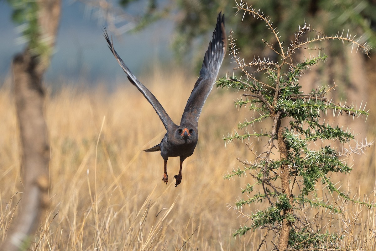 Dark Chanting-Goshawk - ML611761827