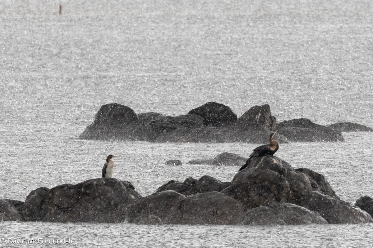 Afrika-Schlangenhalsvogel - ML611761845