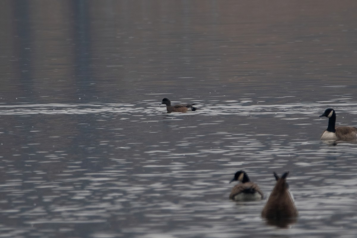 American Wigeon - ML611761898