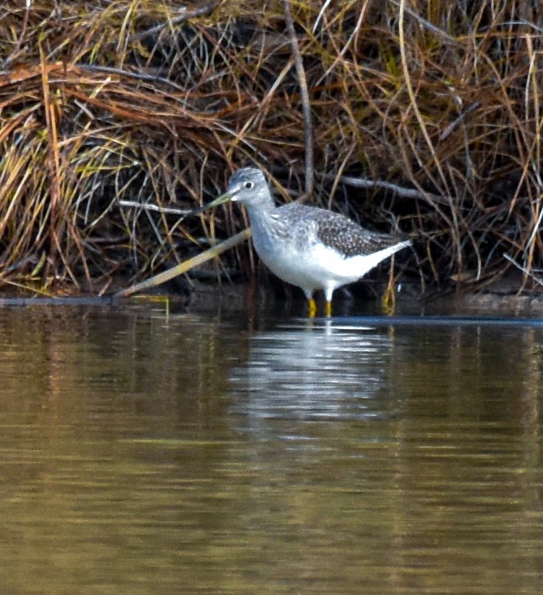 Greater Yellowlegs - ML611761918