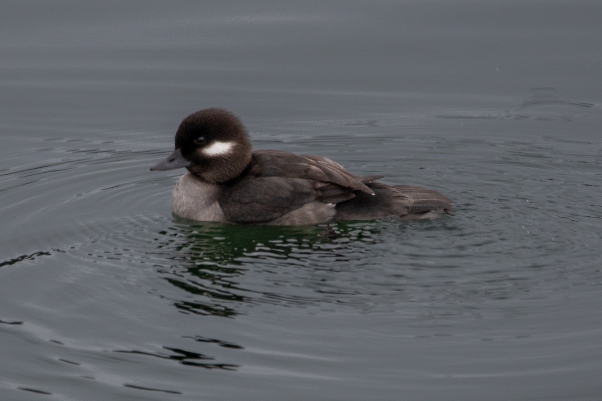 Bufflehead - Karen Hardy