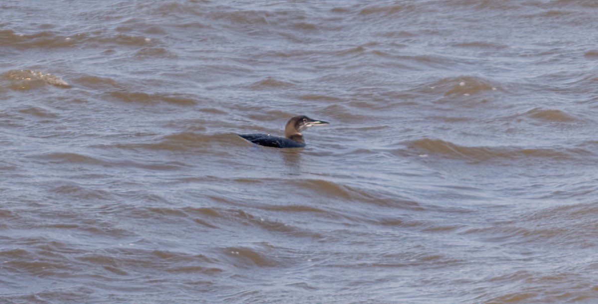 Common Loon - Jim Carroll