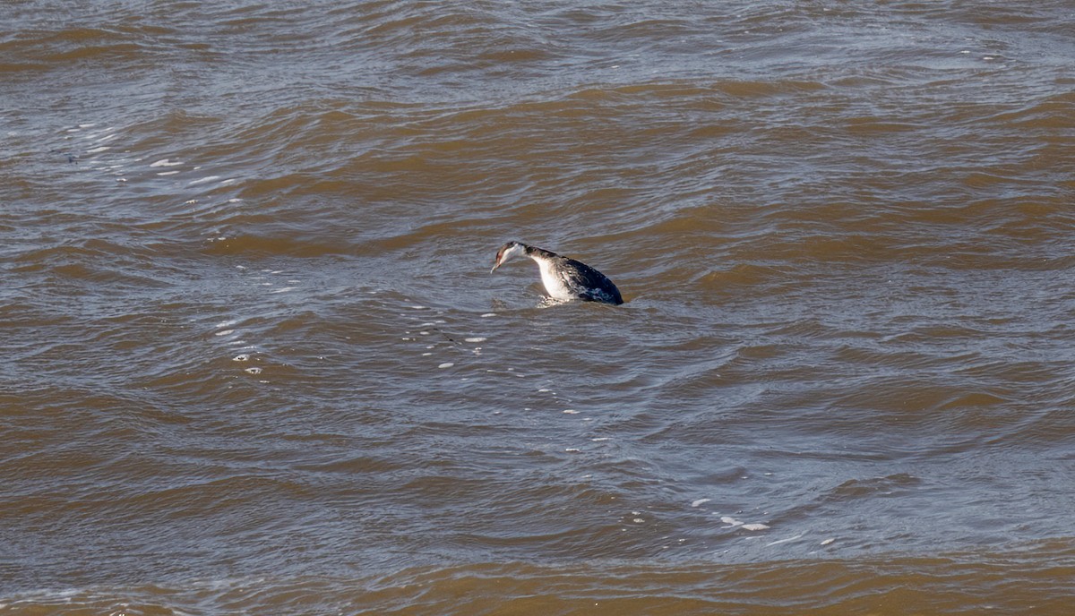 Horned Grebe - Jim Carroll